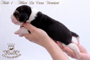 image male1-2-jpg