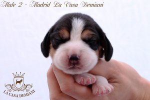 image male2-1-jpg