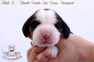 image male3-1-jpg