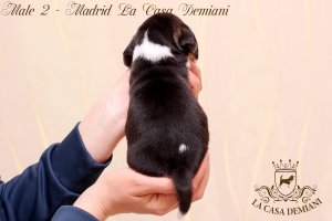 image male2-2-jpg