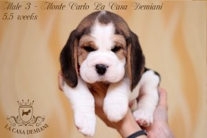 image male3-3-jpg