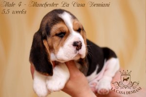 image male4-1-jpg