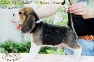 Щенкам бигля 6,5 недель