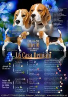 image demiani-pedigree-m_1588058892-jpg