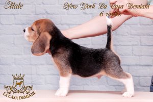 Щенкам бигля 6 недель