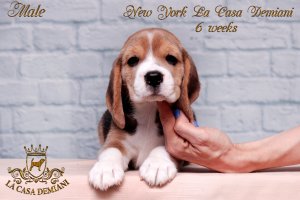 Щенкам бигля 6 недель