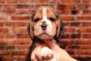 Щенкам бигля 1 месяц