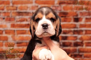 Щенкам бигля 1 месяц
