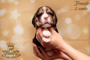 image litterp-3w-female-1-jpg