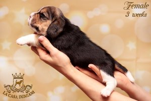 image litterp-3w-female-2-jpg
