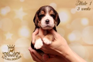image litterp-3w-male1-1-jpg