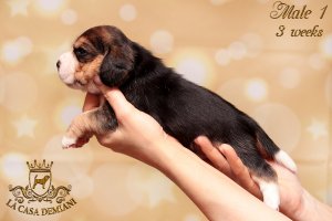 image litterp-3w-male1-2-jpg