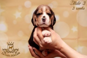 image litterp-3w-male3-1-jpg
