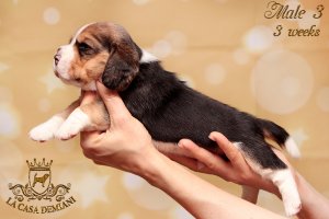 image litterp-3w-male3-2-jpg