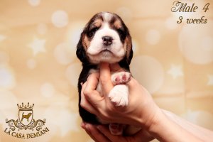 image litterp-3w-male4-1-jpg