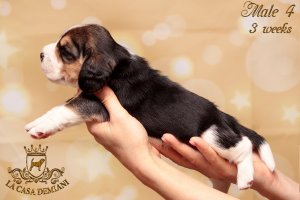 image litterp-3w-male4-2-jpg