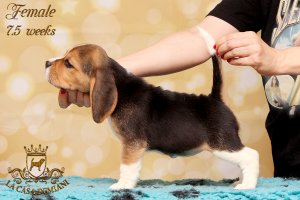 Щенкам бигля 7,5 недель