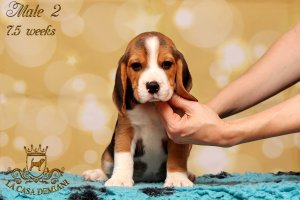 image litterp-7-5w-male2-2-jpg