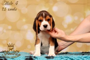 image litterp-7-5w-male4-2-jpg