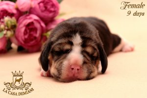 image litterp-9d-female-1-jpg
