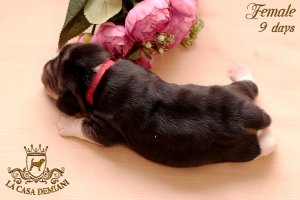 image litterp-9d-female-3-jpg