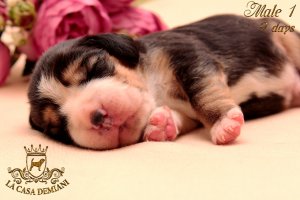 image litterp-9d-male-fiol1-1-jpg