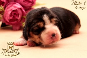 image litterp-9d-male-fiol1-3-jpg