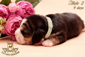 image litterp-9d-male-golub2-1-jpg