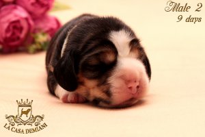 image litterp-9d-male-golub2-2-jpg