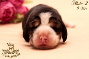 image litterp-9d-male-golub2-3-jpg