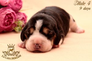 image litterp-9d-male-salat4-1-jpg