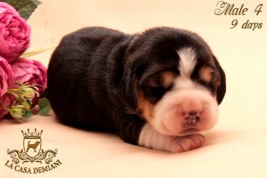 image litterp-9d-male-salat4-2-jpg
