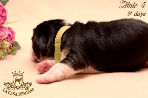 image litterp-9d-male-salat4-3-jpg