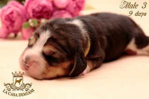 image litterp-9d-male-zolt3-1-jpg