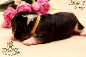 image litterp-9d-male-zolt3-3-jpg