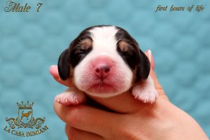 image litter-r-0days-male7-1-jpg