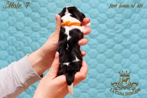image litter-r-0days-male7-2-jpg