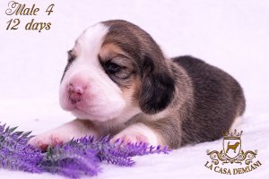 Щенкам бигля 12 дней