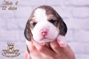 image litter-r-12days-male4-4-jpg
