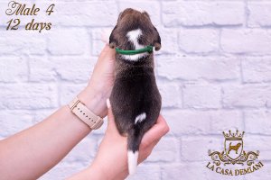 image litter-r-12days-male4-5-jpg
