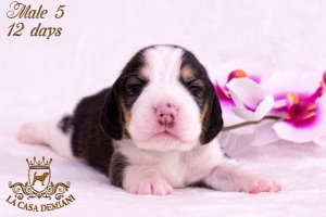 Щенкам бигля 12 дней