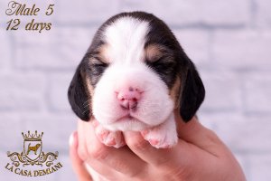 image litter-r-12days-male5-3-jpg