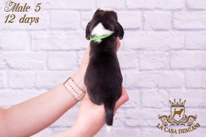 image litter-r-12days-male5-4-jpg