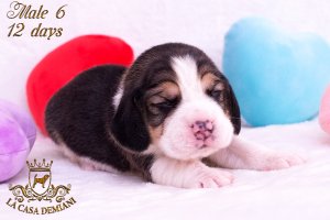 image litter-r-12days-male6-1-jpg
