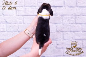 image litter-r-12days-male6-3-jpg