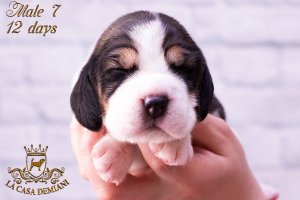 image litter-r-12days-male7-2-jpg
