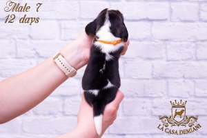 image litter-r-12days-male7-3-jpg