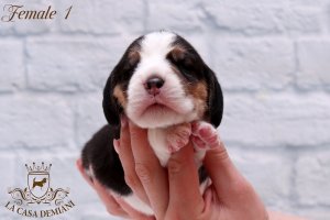 Beagle puppies 10 days old