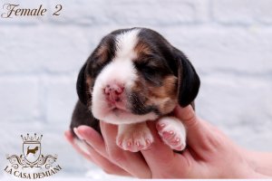 image litter-u-1w-female2-1-jpg