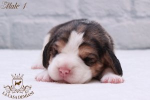image litter-u-1w-male1-1-jpg